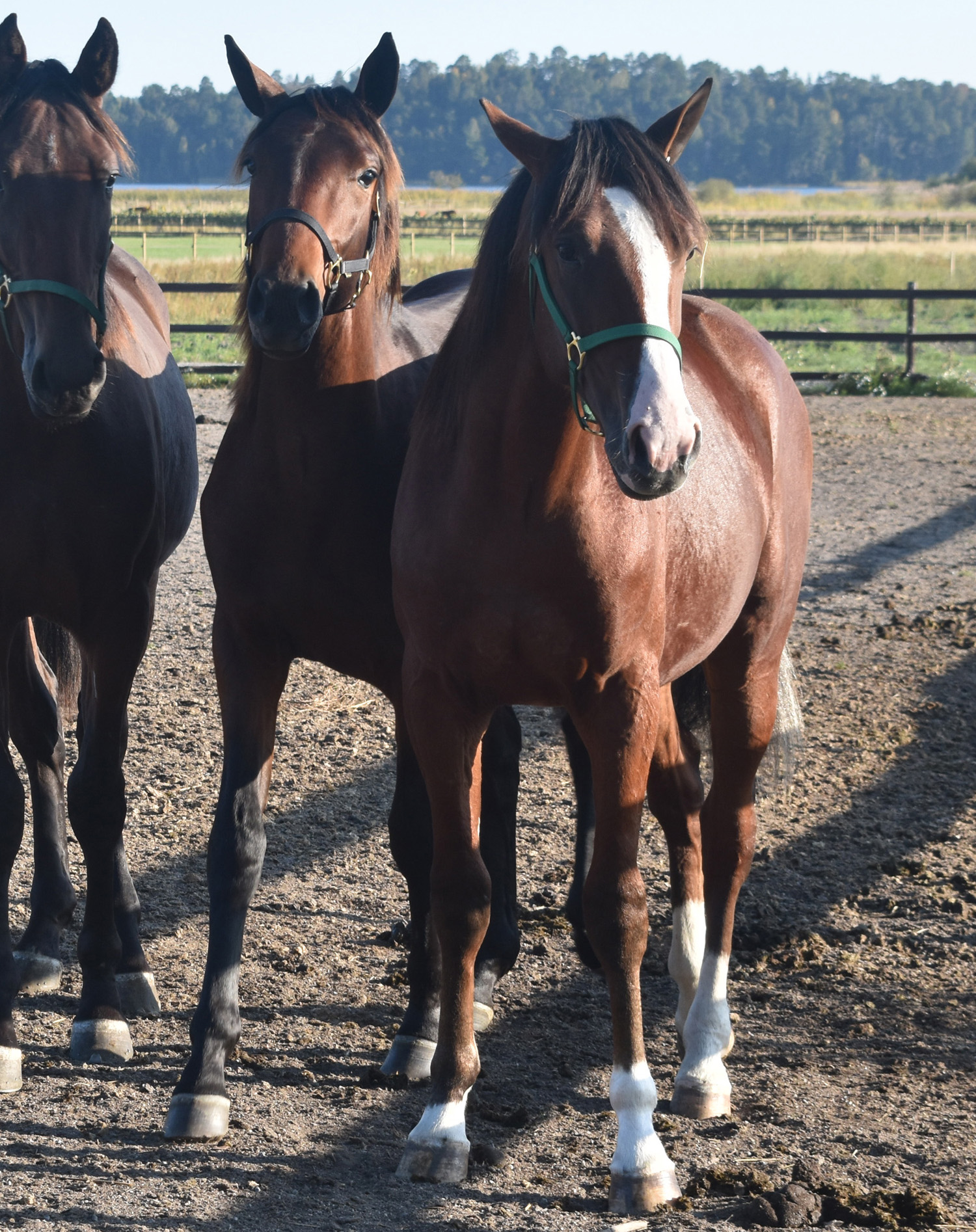 Tre ettåriga hingstar köptes in under 2019, längst fram här är en av dem, Dark Honey. Foto; A.Lindblom